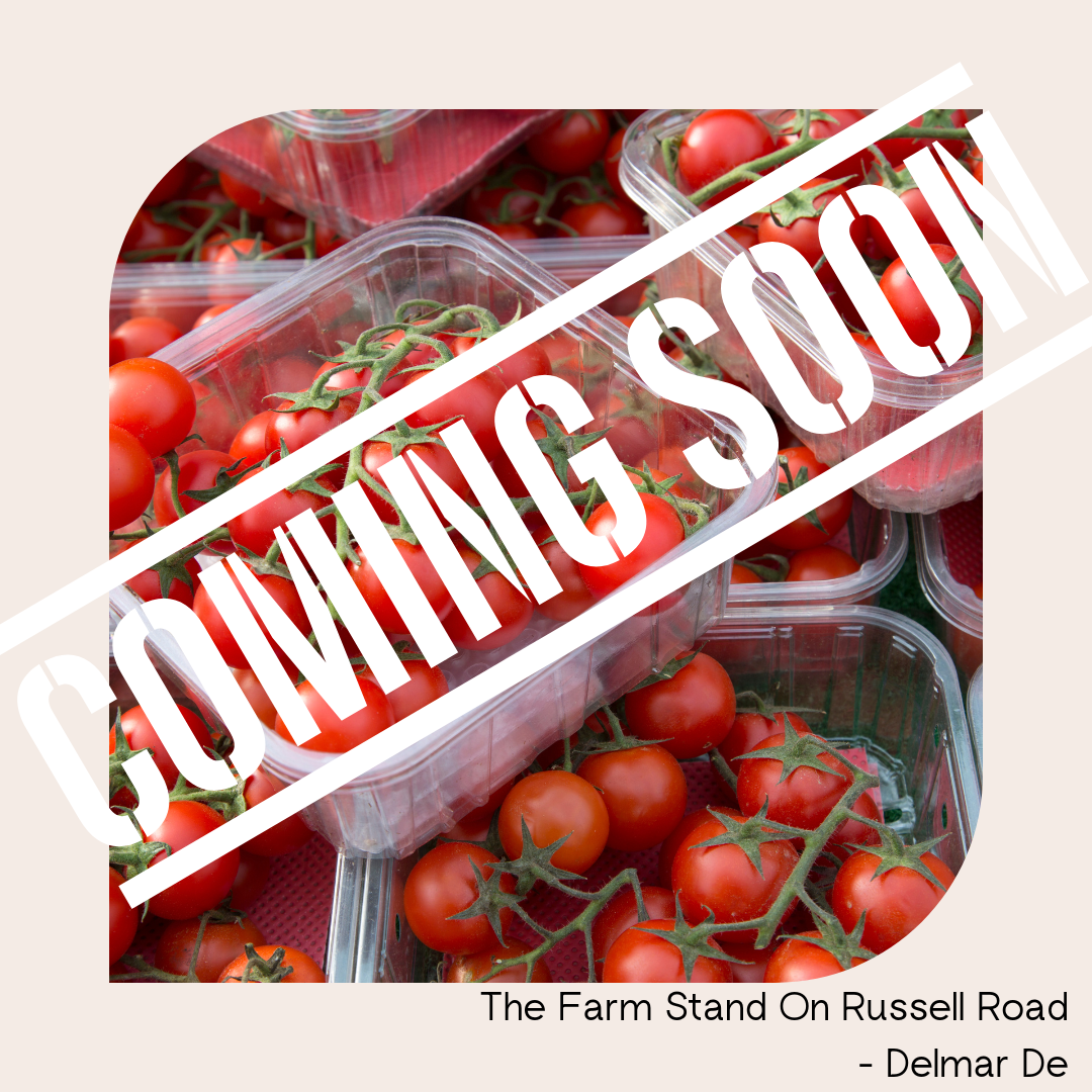 Cherry Tomatoes Farm Fresh - Coming Soon !
